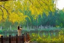 麻豆传媒国产之光app-麻豆传媒，国产之光app的无限魅力与深远影响